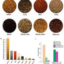 Image result for Aristida rhiniochloa