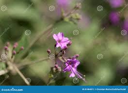 Image result for Commicarpus pedunculosus