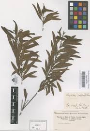 Image result for Myrica salicifolia