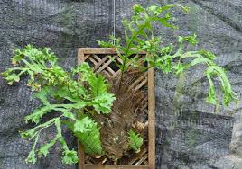 Image result for Drynaria