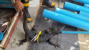 They are native to africa, asia, and oceania, but one species, varanus stellatus, is also found in the americas as an invasive species. Monitor Lizard Caught Hiding In Patong