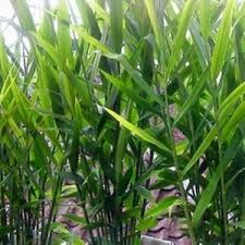 Bisnis tanaman bunga matahari jika ditekuni dengan serius akan menghasilkan keuntungan puluhan juta. Cara Budidaya Tanaman Yang Menguntungkan Dan Sukses Ilmubudidaya Com