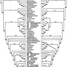 Image result for Ophrestia radicosa