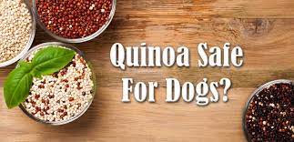 Can Dogs Eat Quinoa Pros Cons 3 Best Recipes