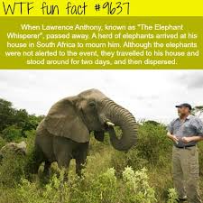 How Little We Truly Understand About God S Creatures Elephant Facts Fun Facts Elephant