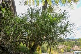 Image result for Pandanus odoratissimus