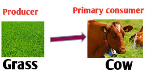 Ingested food passes to the rumen and reticulum where cellulolytic microbes (bacteria, protozoa and fungi) produce cellulase, which is needed to break down the cellulose in plants. Food Chain And Food Web Definition Diagram And Examples Biologysir