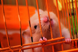 Not long after they reach their first birthday they progress on the way to middle and old age. How To Choose The Right Cage Size For Syrian Hamsters Pet Keen