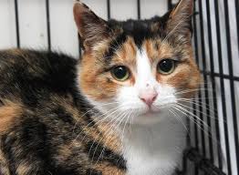 Meet Marvelous Madison A Petfinder Adoptable Domestic Short Hair Cat Brooklyn Ny This Lovely Calico Cat Was Taken In From Some Calico Cat Pretty Cats Cats