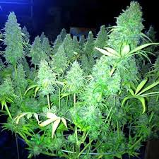 If you are growing the plants indoors, the best approach is to use the 18/6 or 24/0 light cycle in the vegetative stage. Cannabis Light Schedules Vegetative Stage Vs Flowering Stage A Complete Guide