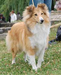 Sur un même thème, à la rencontre de la banlieue et de la montagne, vous trouverez ici des informations inédites : Chien Elevage De La Vallee Des Noyeres Eleveur De Chiens Shetland Sheepdog
