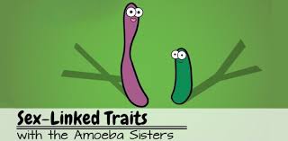 Amoeba sisters alleles and genes worksheet. Amoeba Sisters Sex Linked Traits Quiz Proprofs Quiz