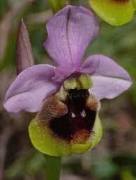 Image result for Ficalhoa