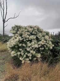 Image result for Nuxia floribunda