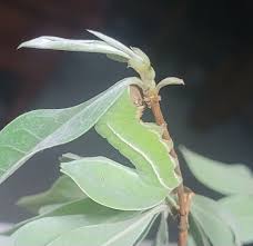 Image result for Hippocratea pallens