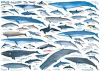 whales dolphins wall chart