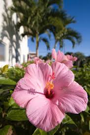 Image result for Hibiscus engleri
