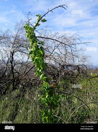 Image result for Cynanchum obtusifolium