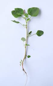 Image result for Amaranthus viridis