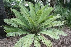 Image result for Encephalartos aplanatus