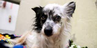 Enter your pet now, ask your friends and family to support them, and help care for atlanta's animals along the way. The Call Has Been Answered Animal Shelters Across The U S Are Emptying Amid Coronavirus Pandemic