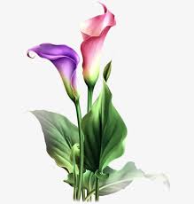 Calla Lily Flowers Flower Painting Watercolor Flowers Paintings Flower Drawing
