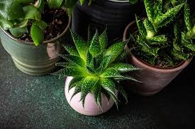The desert cacti make perfect low maintenance home plants because you can mistreat negle. Do Succulents Like Humidity Gardential Com