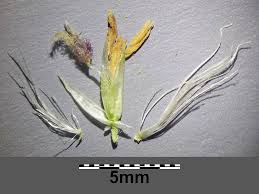 Image result for Cenchrus caudatus