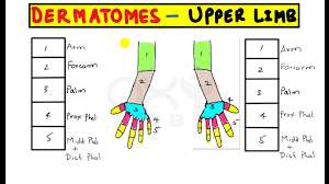 trick to remember permanently dermatomes of upper limb