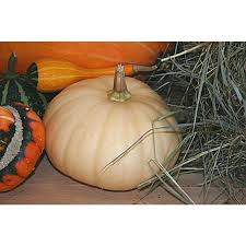 We did not find results for: Long Island Cheese Winter Squash Heirloom 90 Days