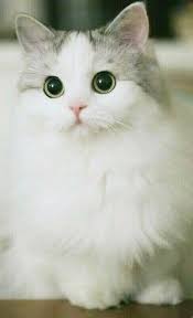Ghim Tren Cats Lovers