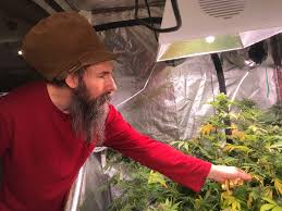 Led's can provide as much light intensity as hps systems and provide a full spectrum of light wavelengths capable of growing cannabis plants from seedling to harvest. Burlington Utility Offers Efficient Indoor Cannabis Growing Tips