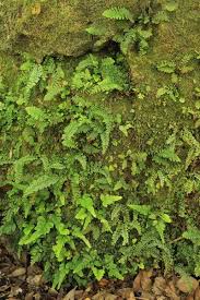 Image result for Asplenium smedsii