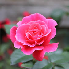 The company also develops an enterprise server edition of rosa which is based on red hat enterprise linux. Livin La Vida Landscape Rose Rosa X Proven Winners