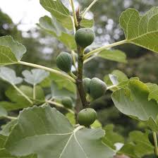 Echte Feige Dekorativer Obstbaum Aus Dem Suden Feigenbaum Pflanzen Pflanzen Ficus