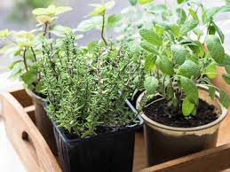 Give your plant these conditions then leave it alone so it can thrive. How To Plant Grow And Harvest Thyme