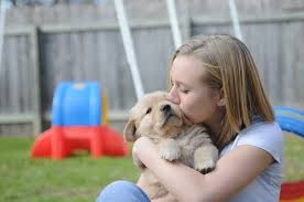 My foster mom says i am the best puppy she has fostered and i and use my manners most of the time! Home Page Scion Golden Retrievers Golden Retriever Breeder In Texas