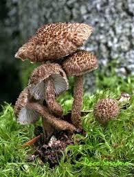Image result for Inocybe hystrix