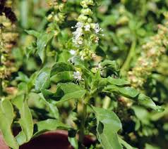 Image result for Ocimum americanum