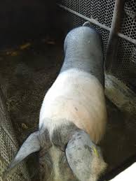Date precise nu există, formarea rasei ca areal este considerat bazinul carpatic. Porci Pietrani Mangalita Si Marele Alb Rasa PurÄƒ Gorj Home Facebook