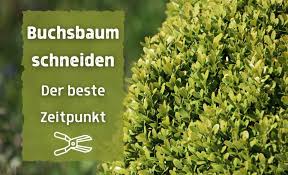 Im zuge jeder schnittmaßnahme läuft der buchs gefahr, von pilzlichen erregern infiziert zu werden. Idealer Zeitpunkt Wann Schneidet Man Buchsbaum Gartenlexikon De
