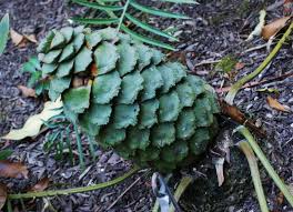 Image result for Encephalartos ngoyanus