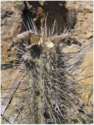 Cholla cactus represent more than 20 species of the opuntia genus (family cactacea) in the north american deserts. A New Taxonomic Treatment Of The Genus Trichocereus Cactaceae In Chile