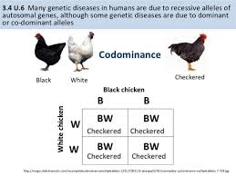 How does an rna polymerase know to start at the start codon and stop at the stop codon? Ib Biology 3 4 Inheritance