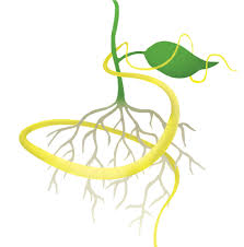 They are some of the most striking and unique. Algoplus Acid Loving Plants Natural Liquid Fertilizer Making Your Plants Grow Just Got Simplified