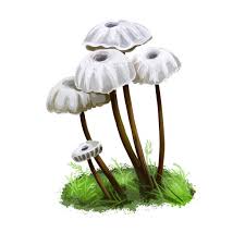 Image result for Marasmius rotula
