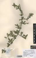 Image result for Pyrostria phyllanthoidea