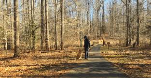 Puppies must be at least 5 months old to attend classes. Prudent K9 Training Board Train And One On One Dog Training Services