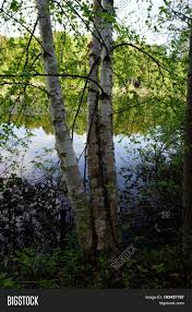 Spin through hardwood, pine and birch forests, across multiple between ludington and manistee, the prevailing breeze off lake michigan shapes 3,450 acres of shifting sandy hills at nordhouse dunes. Stand White Birch Image Photo Free Trial Bigstock