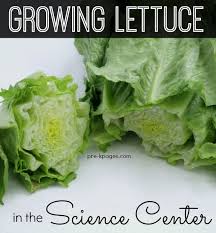 Grow lettuce in your very own kitchen. Science For Kids Growing Lettuce Indoors Pre K Pages